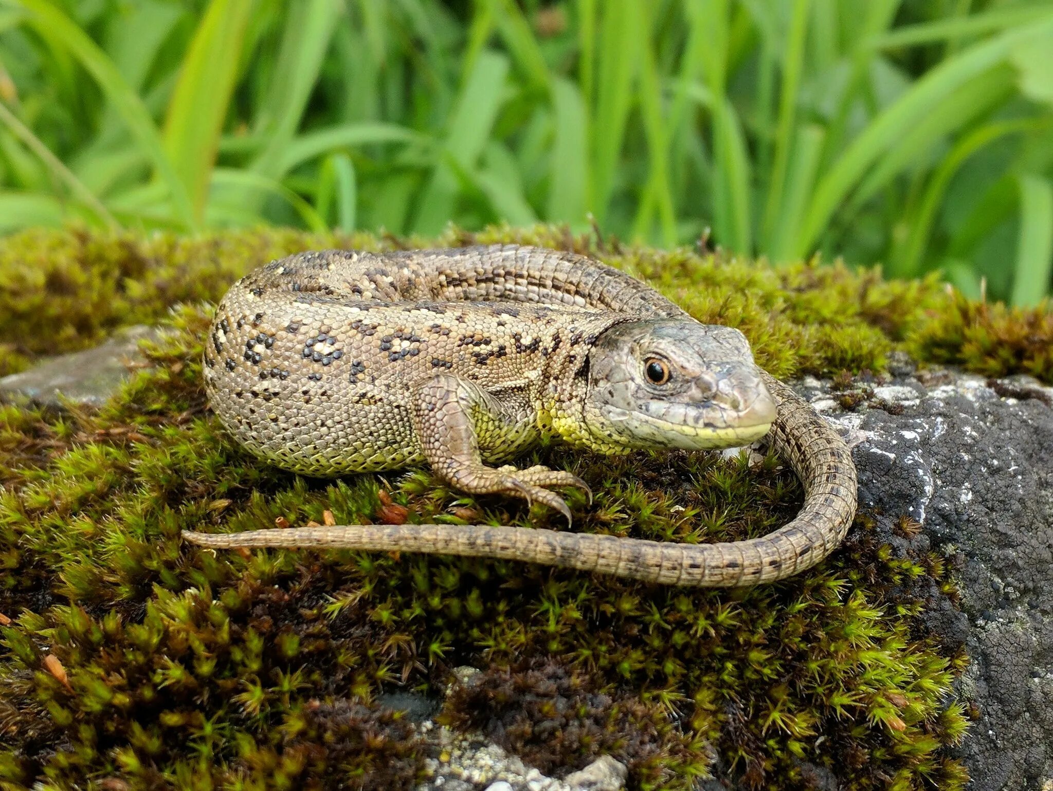 Ящерица п. Прыткая ящерица Lacerta Agilis. Ящерица прыткая, обыкновенная - Lacerta Agilis. Прыткая ящерица (Lacerta Agilis exigua);. Ящерица прыткая горнокрымская.