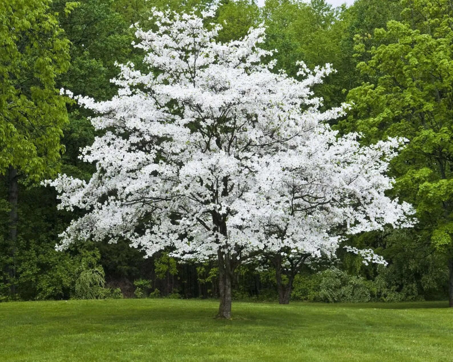 Кизил Цветущий (Cornus Florida). Кизил Dogwood. Догвуд Dogwood дерево. Корнус Флорида. Цветущее дерево без листьев