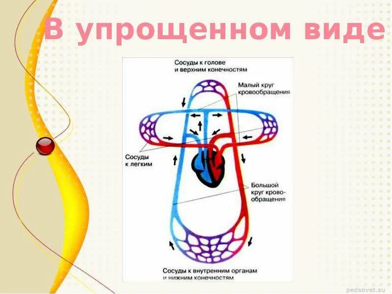 Движение крови по сосудам схема. Кровь по сосудам движется. Схема движение крови по сосудам 8 класс. Движение крови по кровеносным сосудам человека. Непрерывное движение крови по организму