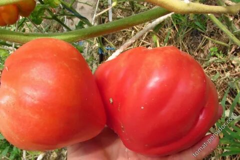 Минусинские томаты бычье сердце отзывы