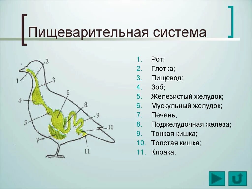 Внутреннее строение птиц пищеварительная система. Органы пищеварения птицы схема. Внутренне строение пищеварительной системы птиц. Опишите строение пищеварительной системы птиц. Внутреннее строение птиц 7 класс таблица