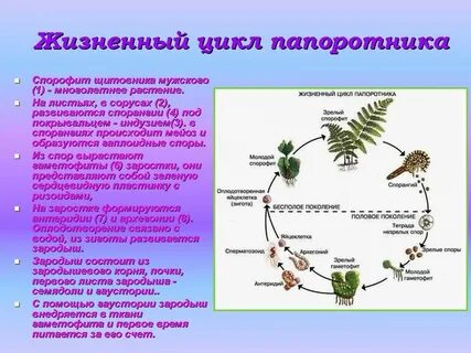 Чем характеризуется жизненный цикл споровых растений