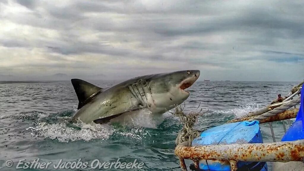 мраморное море акулы. мраморное море акулы. мраморное море акулы. акулы средиземного моря турция. берингово море акулы.