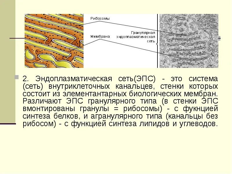 Эндоплазматическая сеть имеющая рибосомы. Строение агранулярной ЭПС. Электронограмма ЭПС. Функции гранулярной эндоплазматической сети гистология. Гладкая и гранулярная эндоплазматическая сеть.