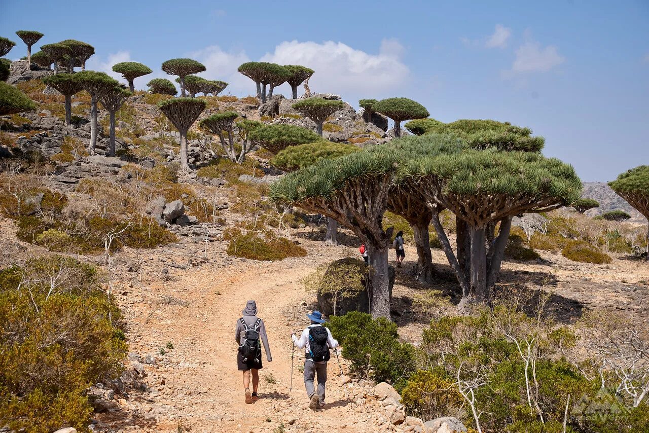 сокотра (мухафаза). сокотра йемен. хадибу остров сокотра фото. сокотра йемен. природа острова сокотра.