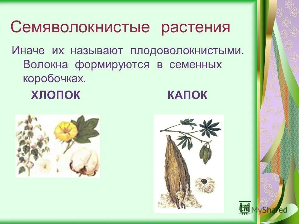 Волокна хлопка находятся в семенной коробочке. Волокна хлопка находятся в семенной коробочке. Строение хлопчатника. Растительные волокна хлопок. Волокна хлопка находятся в семенной коробочке.
