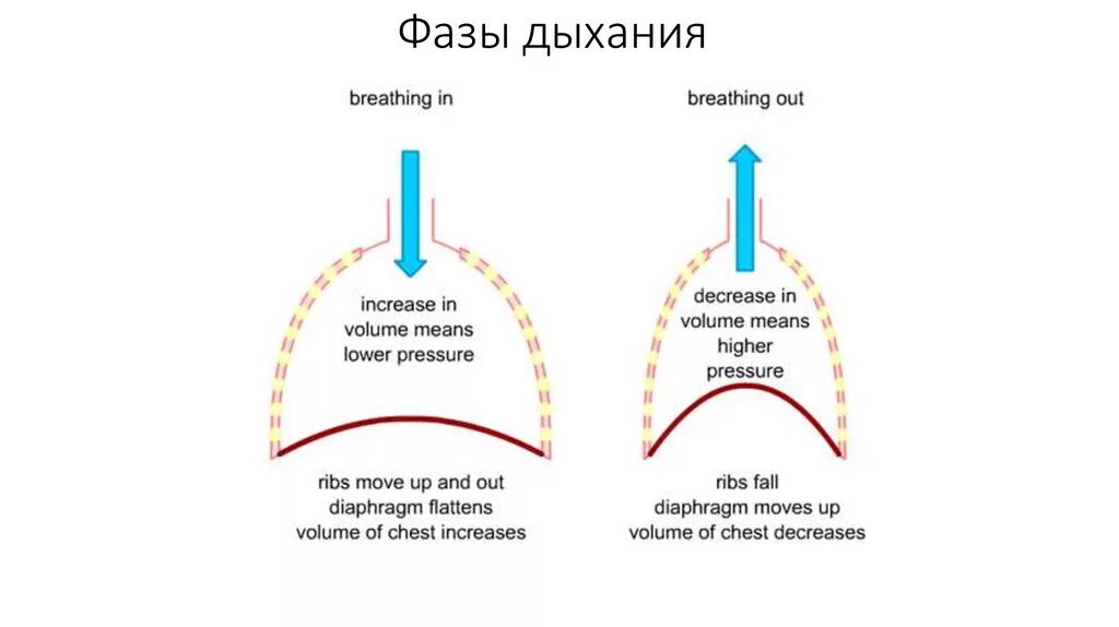 Фазы a b c. Фазы дыхательного цикла схема. фазы дыхательного цикла (вдох). фазы дыхания фазы дыхания. фазы дыхательного цикла (выдох).