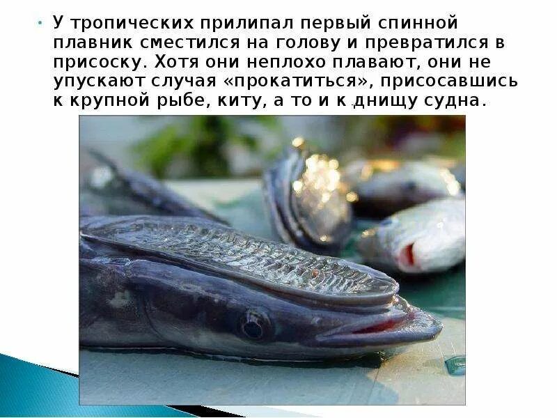 Ремора рыба прилипала. Рыба прилипала паразит. Присоска рыбы прилипалы. Стал он кликать золотую рыбку грамматическая основа. Прилипала примечательная по внешности рыба грамматическая основа.