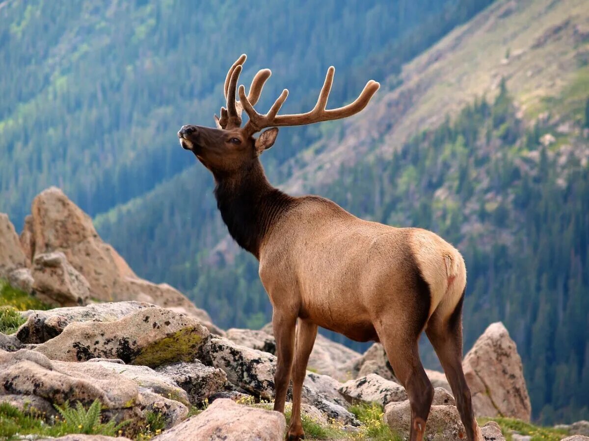 Photo contest Rare species of animals in Russia and their habitat - 35AWARDS