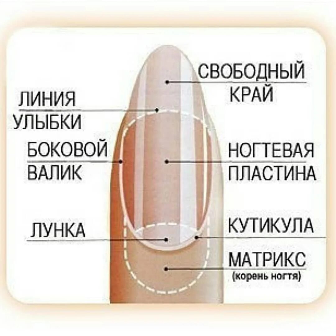 Форма ногтей под. Схема опила формы ногтей овал. Опил ногтевой пластины схемы. Формы ногтей и их названия и схемы опила. Строение ногтя.