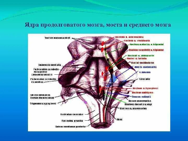 Улитковые ядра продолговатого мозга. Кохлеарные ядра продолговатого мозга. Ядра продолговатого мозга 12 пара. Внутреннее строение продолговатого мозга ядра.