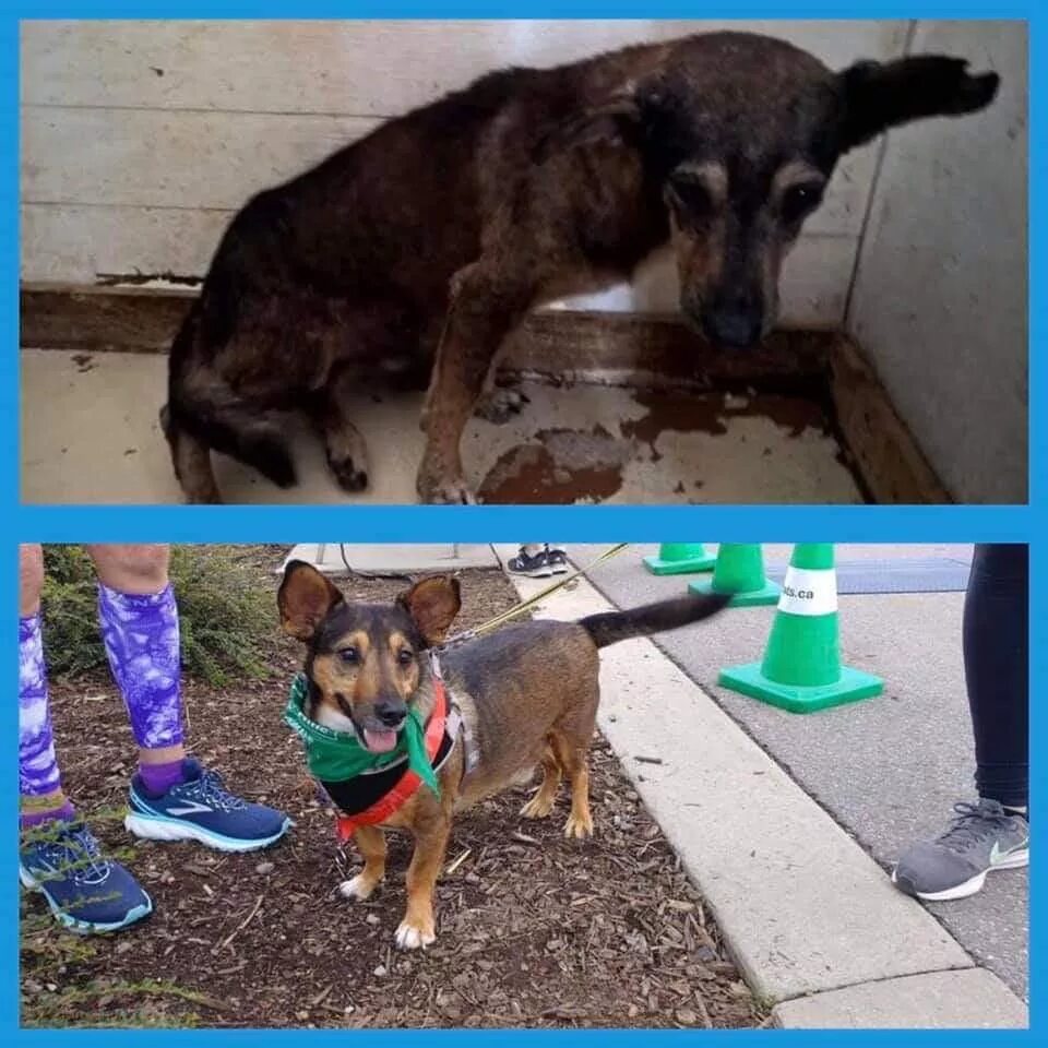 Пес изменил ее жизнь в лучшую сторону. Собака отразил русский женщину смотрит. Пес изменил ее жизнь в лучшую сторону. Фото животных до и после приюта. Пес изменил ее жизнь в лучшую сторону.