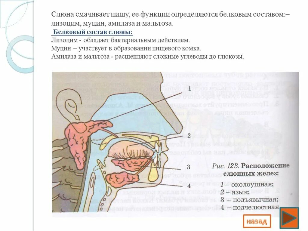 Смачивание пищи слюной