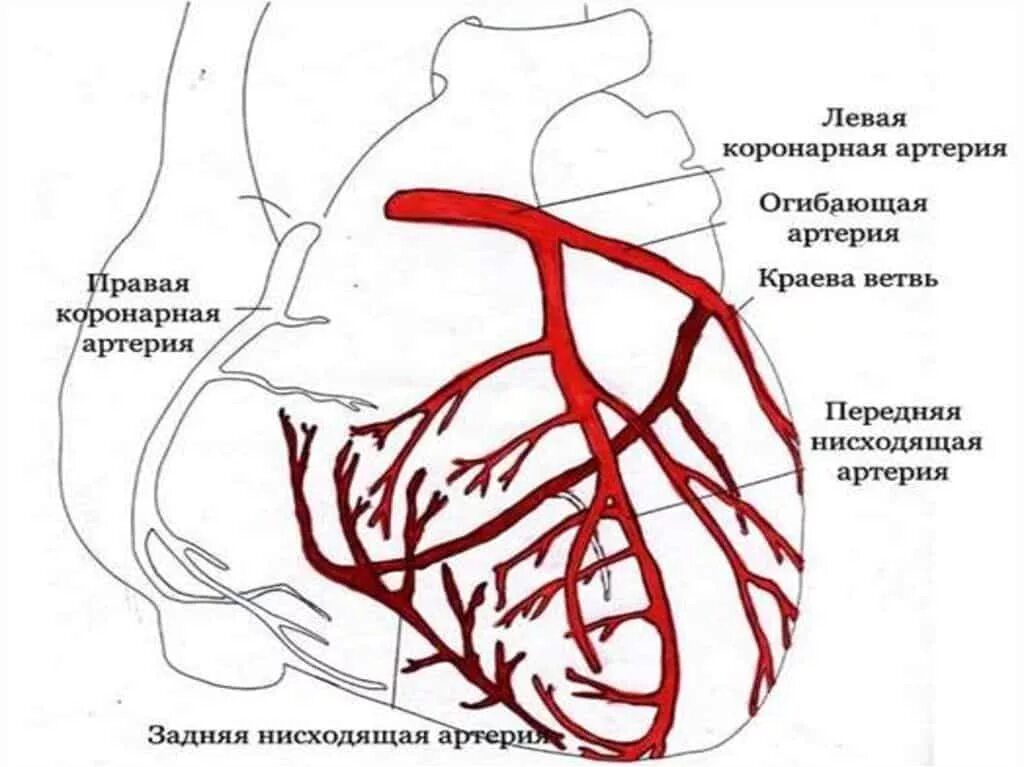 Коронарные артерии сердца схема. Схема расположения коронарных артерий сердца. Анатомия левой коронарной артерии. Коронарные артерии анатомия схема.