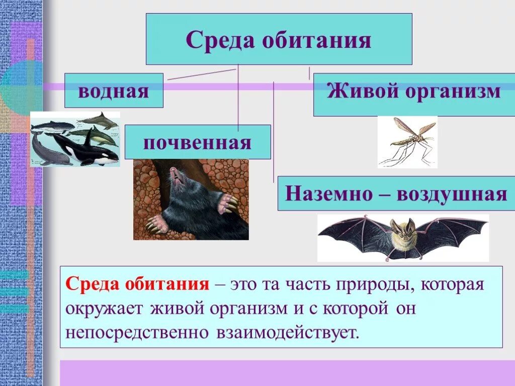 Какие есть среды обитания 5 класс. Среда обитания. Среды обитания живых организмов. Средыобитаня живых организмов. Среда одитани.