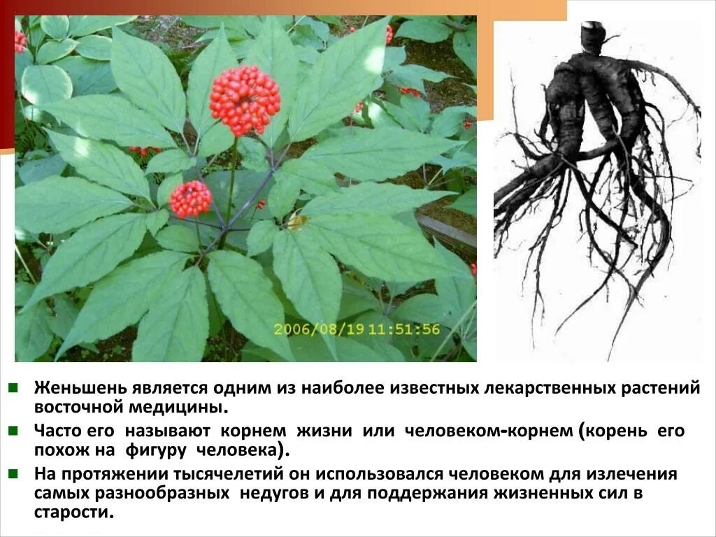 Panax quinquefolius. Женьшень дальневосточный. Уральский женьшень родиола розовая. Пурпурный женьшень. Женьшень адаптоген.