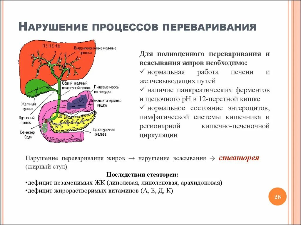 Печень расщепление жиров. Последствия нарушения переваривания и всасывания липидов в ЖКТ. Причины нарушения всасывания липидов. Всасывание жиров в пищеварительном тракте. Нарушения переваривания и всасывания липидо.