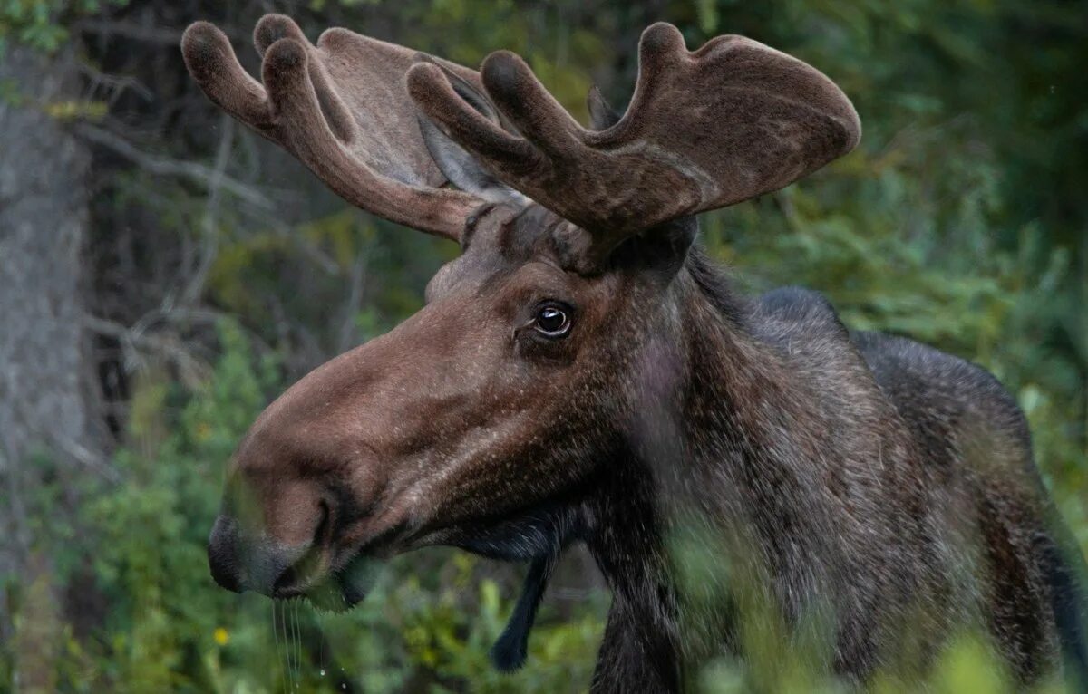 Ой лось. Хэглэн Лось. Уссурийский Лось. Канадский Лось. Лось Рогач.