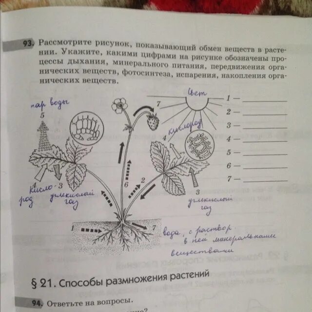 Задания по биологии. Рассмотрите рисунок показывающий обмен веществ. Какие вещества передвигаются внутри растений. Рассмотрите рисунок.