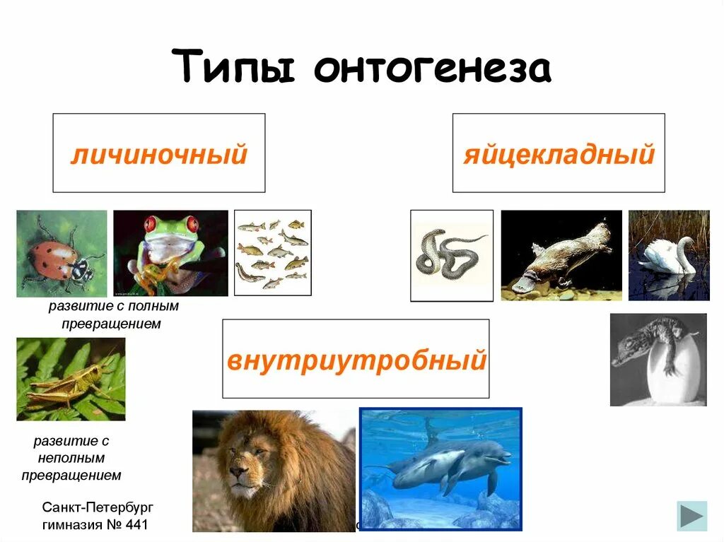 Онтогенез характерен. Непрямой личиночный онтогенез. Непрямой личиночный Тип онтогенеза. Яйцекладный Тип онтогенеза характеристика. Типы онтогенеза личиночный яйцекладный внутриутробный.