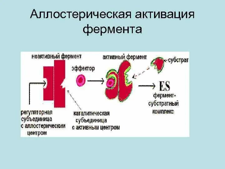 Аллостерические ингибиторы и активаторы. Аллостерическое ингибирование активности ферментов. Аллостерические активаторы ферментов. Аллостерический активатор