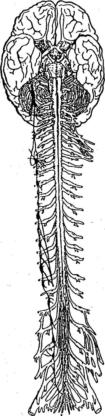 Нервная система человека спинной мозг. Позвоночный столб и спинной мозг. Головные и спинные нервы. Головной и спинной мозг рисунок.