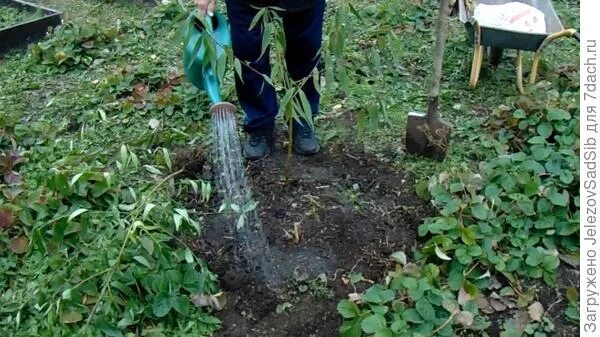 Абрикос дерево посадка. Посадка персика. Схема посадки персика. Посадка абрикоса осенью. Посадка персика весной саженцами под углом.