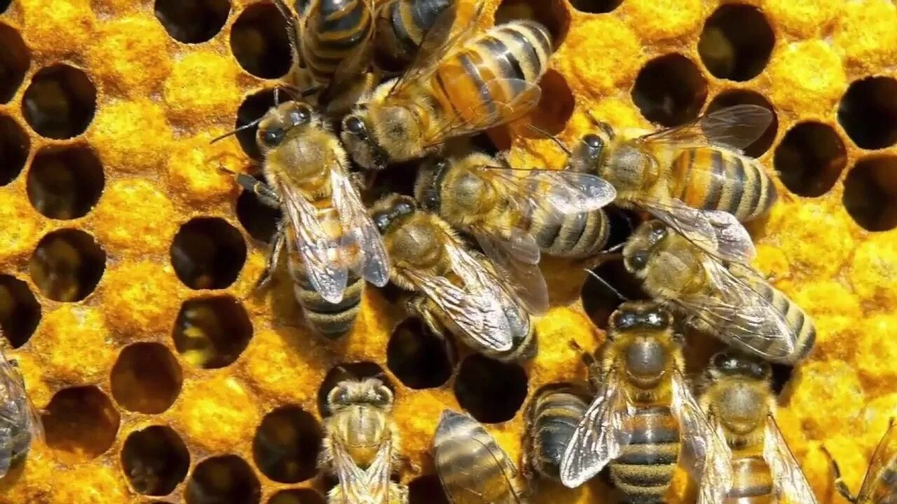 Цветочные осы. Звук пчелы. Пчела труженица. Жужжание пчел. Пчелиный гул.