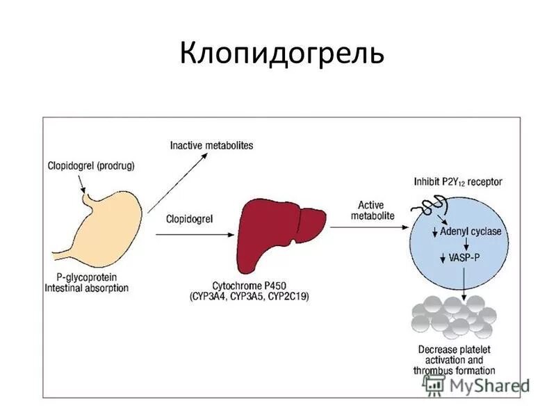 Клопидогрел механизм действия