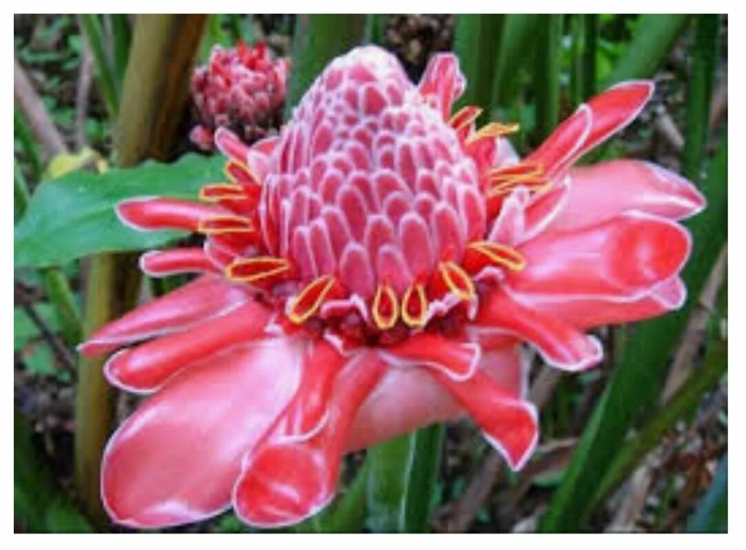 Цветок Тропикал Амазон. Чили Сельва тропические цветы. Гвианская Амазония растения.