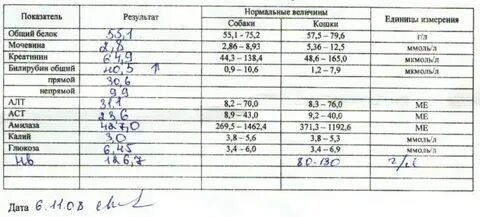 Билирубин общий повышен что это у женщин