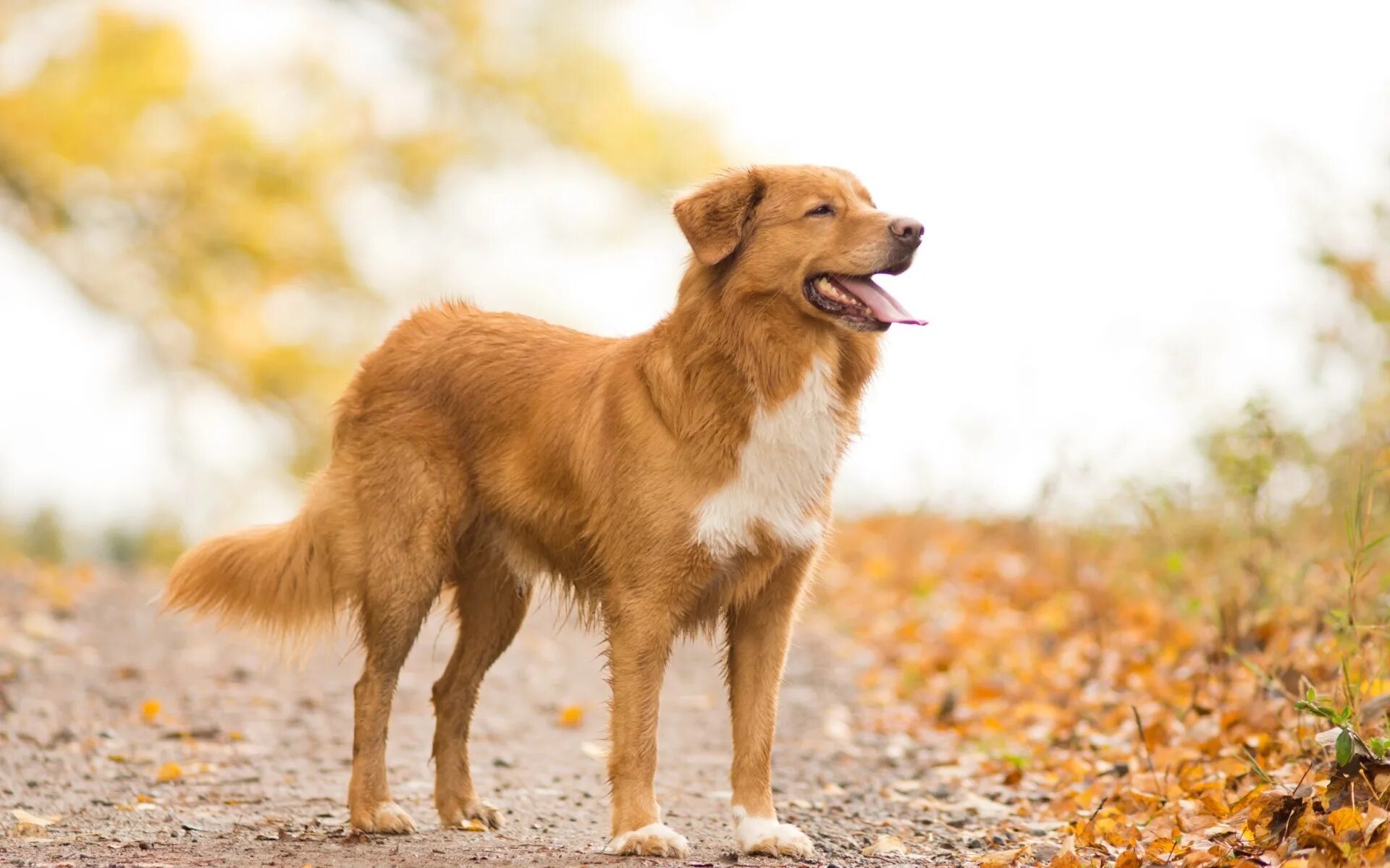 Dog c