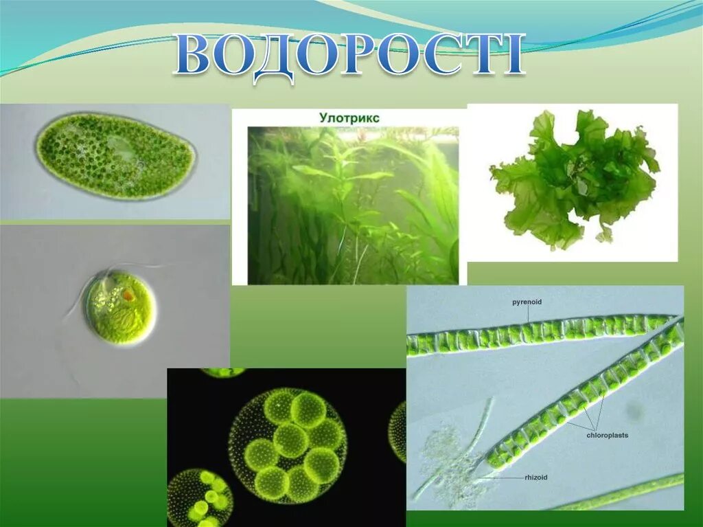 Представители зелёных многоклеточных водоросле2й. Ламинария порфира. Многоклеточные водоросли порфира хламидомонада ламинария улотрикс хлорелла. Многоклеточные водоросли порфира хламидомонада ламинария улотрикс хлорелла. Хроматофор улотрикса.