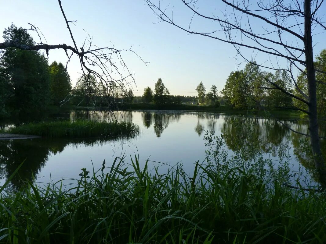 Ландшафтный сад "нимфея парк". Пруд с камышами. Большой искусственный водоем. Деревья вокруг пруда. Теплостанский пруд.