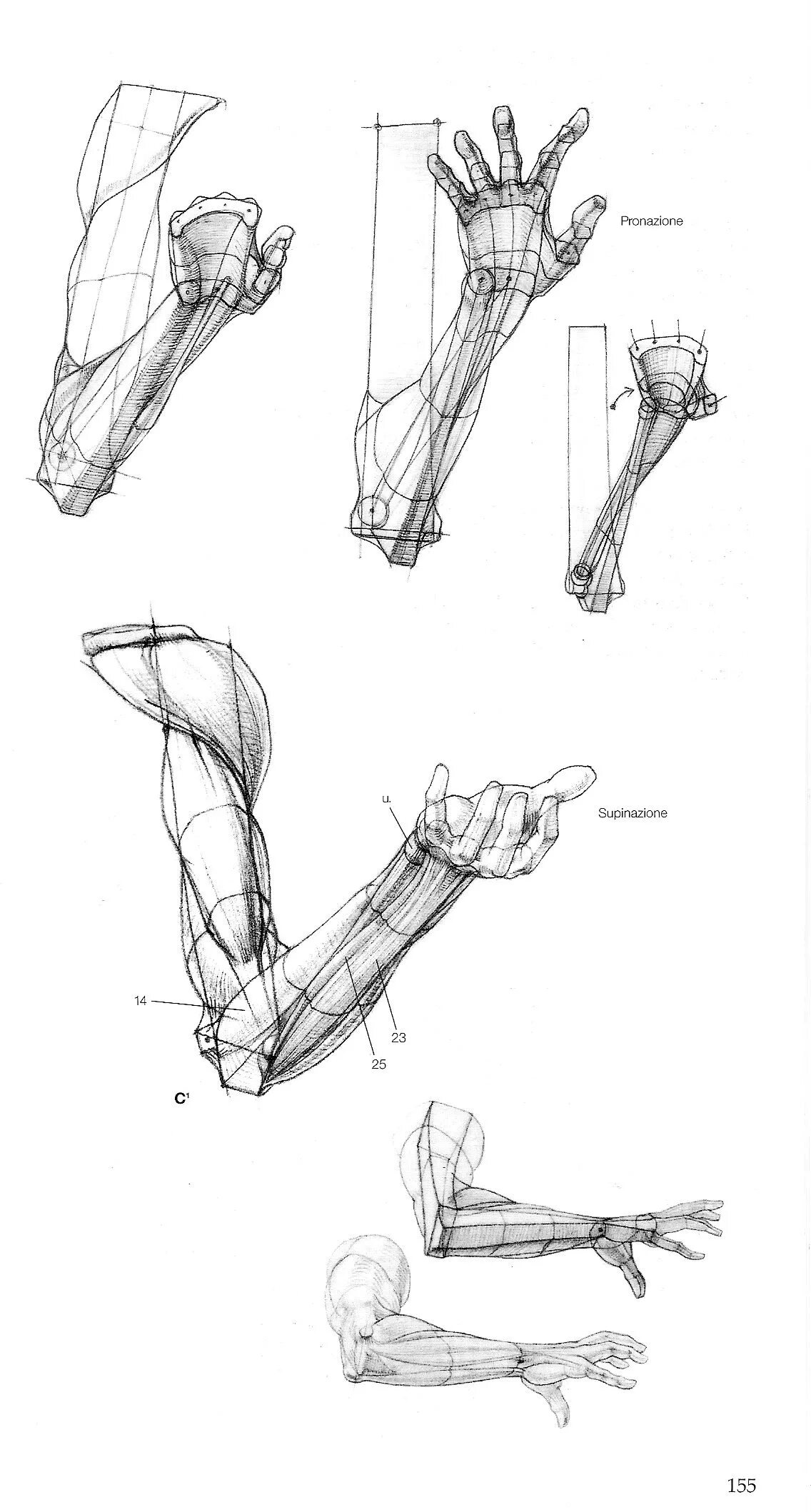 Строение руки рисунок. Мышцы предплечья Баммес. Анатомия верхней конечности Баммес. Локтевой сустав Баммес. Баммес мышцы кисти.