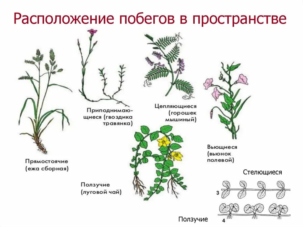 Скрещивание растений. Как скрещивать растения. Скрещенные растения. Виды побегов у растений. Местоположения растений