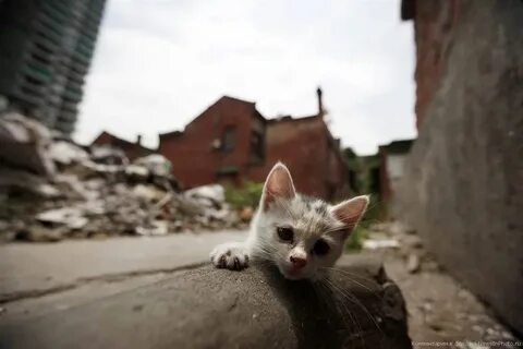 Фото бездомных кошек