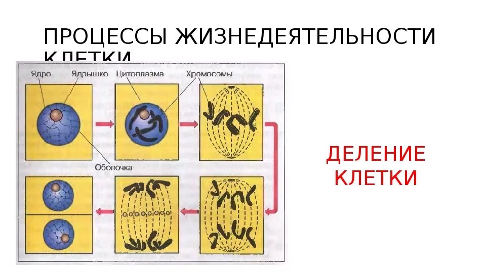 Процесс жизнедеятельности клетки 5 класс биология деление клетки. Деление клетки 6 класс Пасечник. Процессы жизнедеятельности клетки 5 класс биология. Процессы жизнедеятельности клетки 5 класс биология таблица.