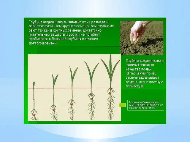 Влияние какого развития проростков иллюстрирует данный опыт. Глубина заделки семян. Глубина заделки семян зависит. Глубина заделки семян в почву. Глубина заделки для прорастания семя.