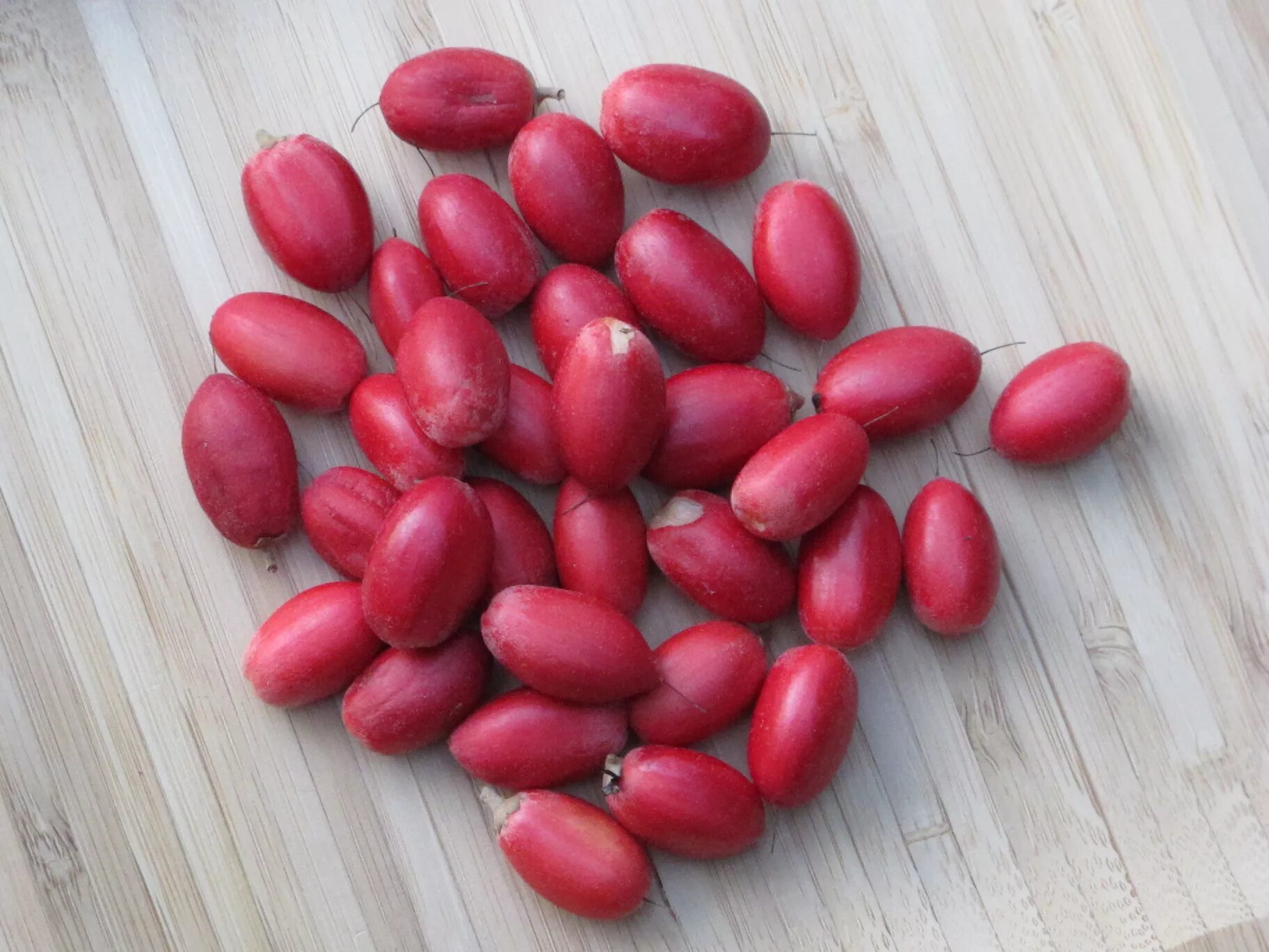 магический фрукт (synsepalum dulcificum). магический фрукт (synsepalum dulcificum). магический фрукт – синсепалум. синсепалум дульцификум дерево в горшке. синсепалум дульцификум.