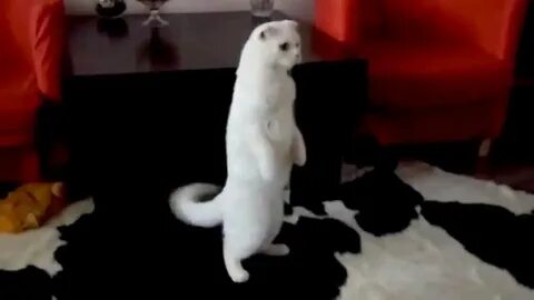 Стоит кот видео