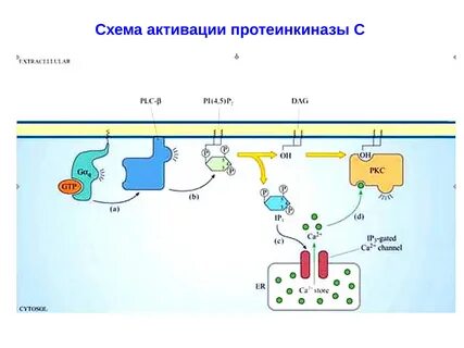Протеинкиназа класс