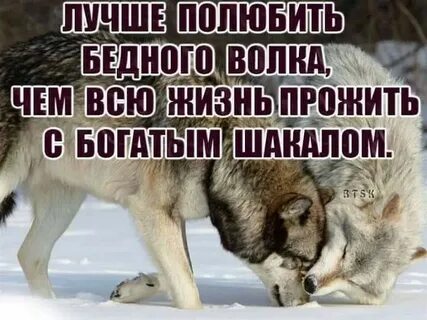 В согласном стаде волк не страшен