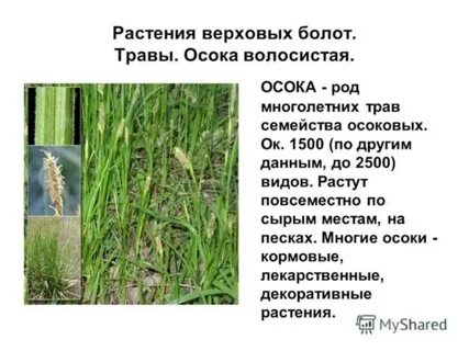 Болото какой род