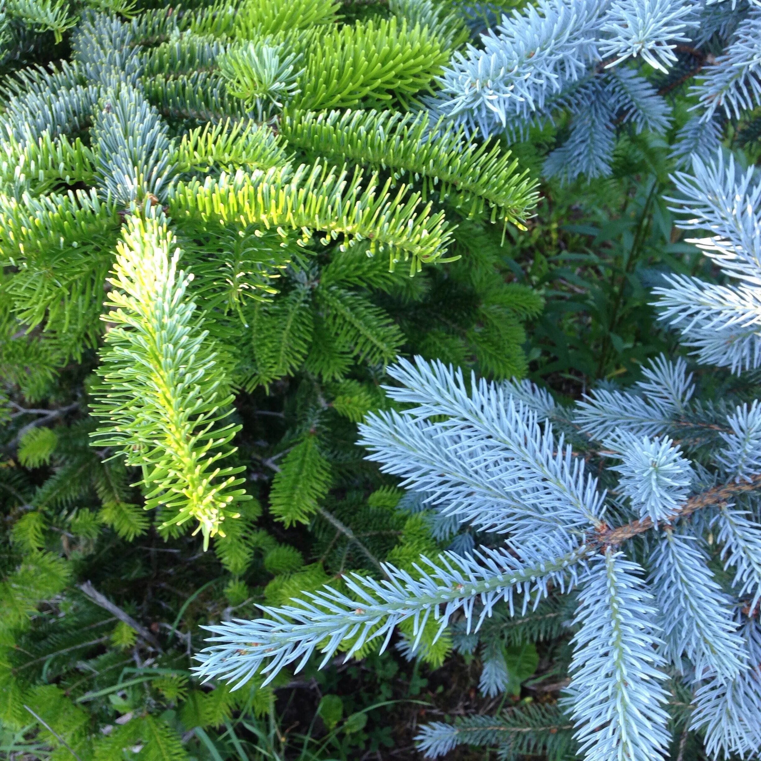 Хвойная на неделю. Abies nordmanniana Midwinter Gold. Пихта Сибирская Abies sibirica. Пихта вечнозеленая. Хвойник пихты.