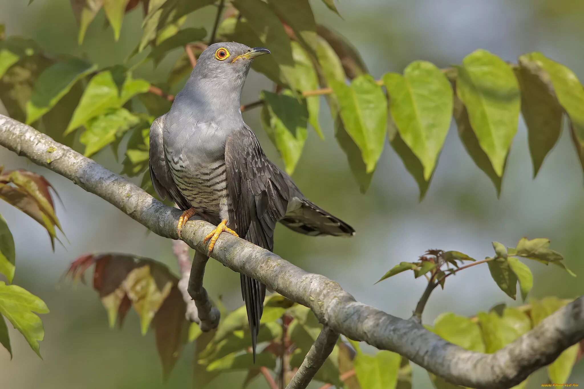 Самуил маршак кукушка. В лесу над росистой поляной. Маршак в лесу над росистой поляной. Самуил маршак в лесу над росистой поляной. Маршак кукушка.