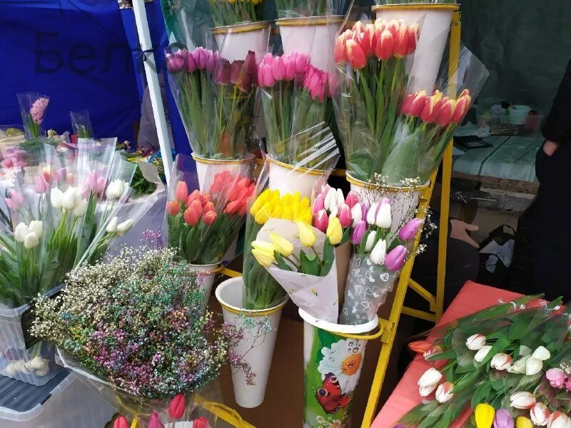 с 8 марта тюльпаны. тюльпаны красноярск. витрина с тюльпанами. на день рождения полагается дарить букет из нечетного числа цветов. на день рождения полагается дарить букет из нечетного числа цветов.