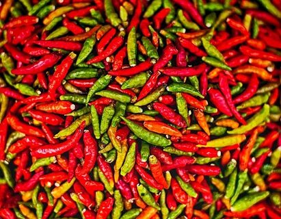 Форум chilli