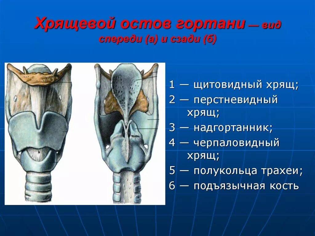 Надгортанник хрящ анатомия. Строение черпаловидного хряща. Строение гортани вид спереди. Надгортанник анатомия черпаловидный.