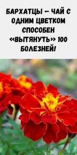 Как настаивать бархатцы